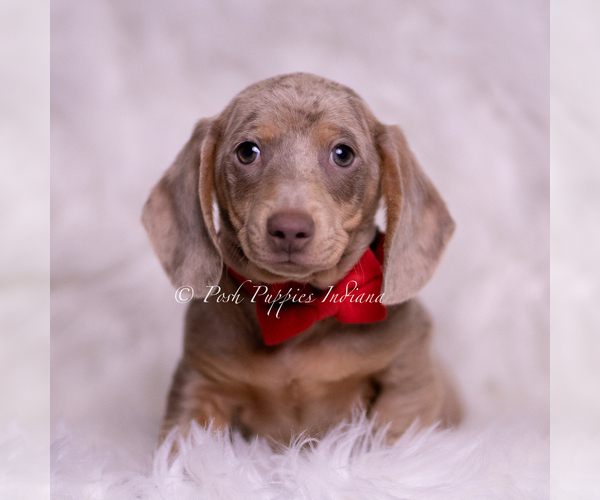 Medium Photo #1 Dachshund Puppy For Sale in WARSAW, IN, USA