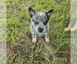 Medium Australian Cattle Dog