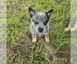 Puppy Chaos Australian Cattle Dog
