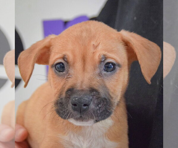 Medium Photo #2 American Staffordshire Terrier-Boxer Mix Puppy For Sale in Huntley, IL, USA