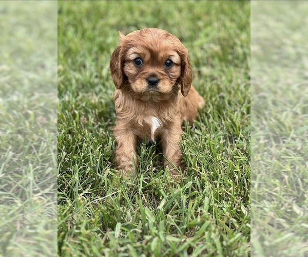 Medium Photo #1 Cavalier King Charles Spaniel Puppy For Sale in NILES, MI, USA
