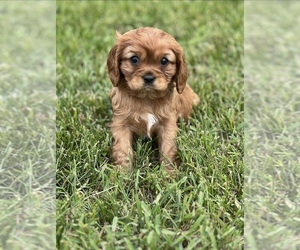 Cavalier King Charles Spaniel Puppy for sale in NILES, MI, USA