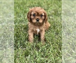 Image preview for Ad Listing. Nickname: AKC Armani