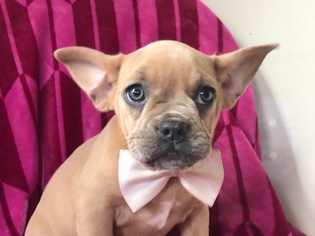 English Bulldog-French Bulldog Mix Puppy for sale in QUARRYVILLE, PA, USA