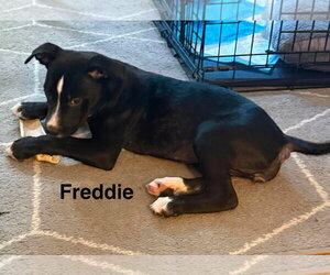 American Pit Bull Terrier-Unknown Mix Dogs for adoption in Holly Springs, NC, USA