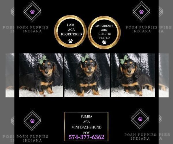 Medium Photo #1 Dachshund Puppy For Sale in WARSAW, IN, USA