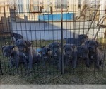 Small Photo #5 Cane Corso Puppy For Sale in DENVER, CO, USA