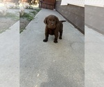 Small Labrador Retriever