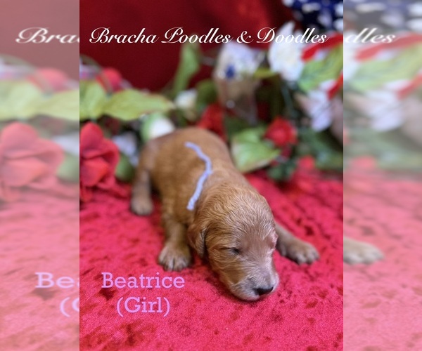 Medium Photo #5 Goldendoodle Puppy For Sale in SAINT CLOUD, MN, USA