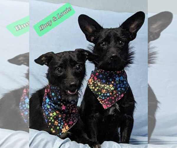 Medium Photo #1 Chihuahua-Unknown Mix Puppy For Sale in Crystal, MN, USA