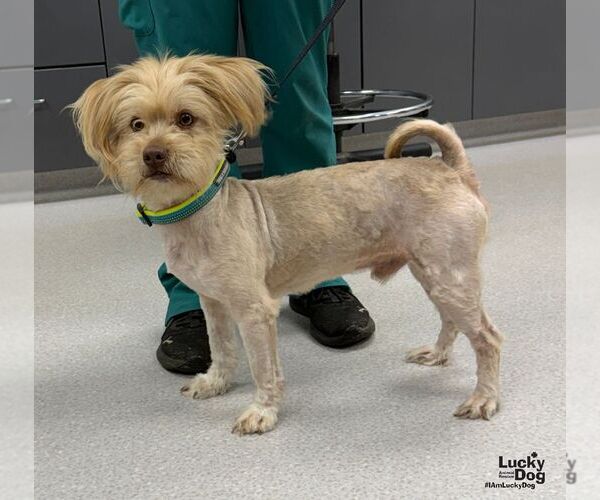 Medium Photo #1 Shih Tzu-Unknown Mix Puppy For Sale in Washington, DC, USA