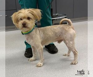 Shih Tzu-Unknown Mix Dogs for adoption in Washington, DC, USA