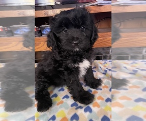 Shih-Poo Puppy for sale in VANCOUVER, WA, USA