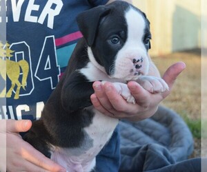 Boxer Puppy for sale in HUMBOLDT, NE, USA