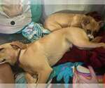 Small Photo #3 Mutt Puppy For Sale in Aurora, IN, USA