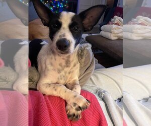 Rat Terrier-Unknown Mix Dogs for adoption in Richardson, TX, USA