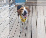 Small #2 Mutt