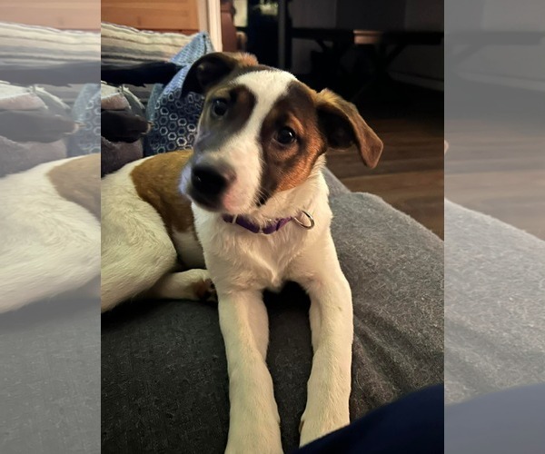 Medium Photo #1 Mutt Puppy For Sale in pomfret, CT, USA