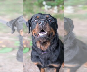 Rottweiler Dogs for adoption in Hillsboro, NH, USA