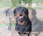 Small Rottweiler