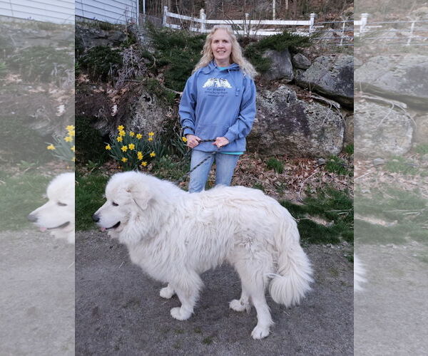 Medium Photo #3 Great Pyrenees Puppy For Sale in Croydon, NH, USA