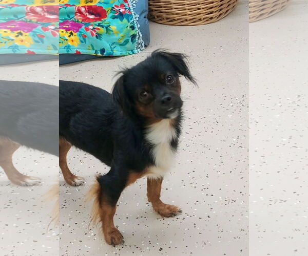 Medium Photo #1 Chin-wa Puppy For Sale in York, SC, USA