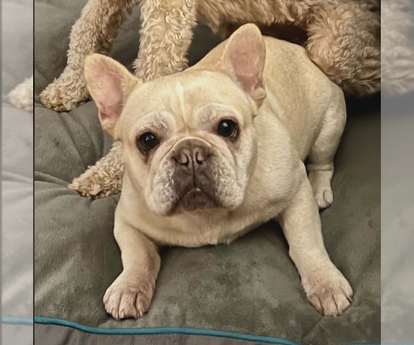 Medium Photo #1 French Bulldog-Unknown Mix Puppy For Sale in Cranston, RI, USA