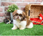 Small #2 Shih Tzu