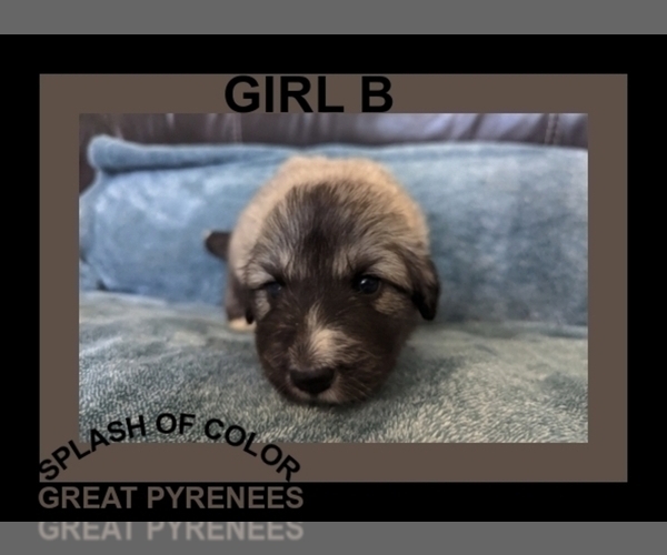 Medium Photo #1 Great Pyrenees Puppy For Sale in CHARLOTTE, MI, USA