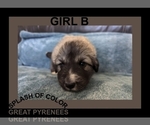 Small Photo #1 Great Pyrenees Puppy For Sale in CHARLOTTE, MI, USA