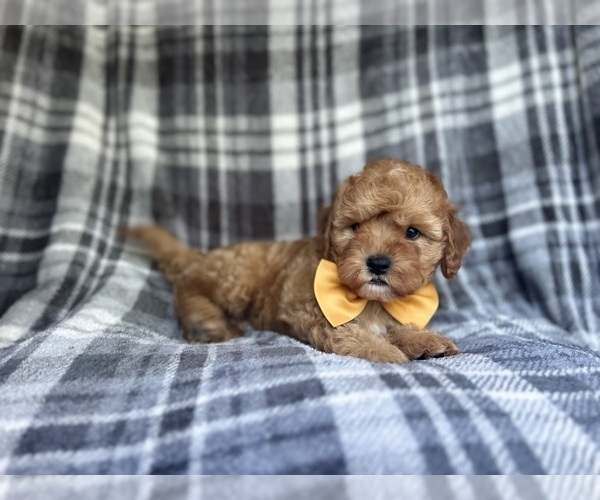Medium Photo #2 Cavapoo Puppy For Sale in LAKELAND, FL, USA