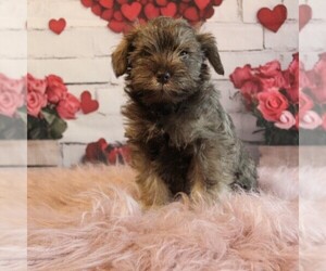 Schnauzer (Miniature) Puppy for sale in HONEY BROOK, PA, USA
