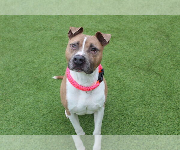 Medium Photo #4 Mutt Puppy For Sale in Chestertown, MD, USA