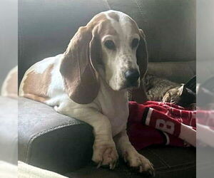 Medium Basset Hound