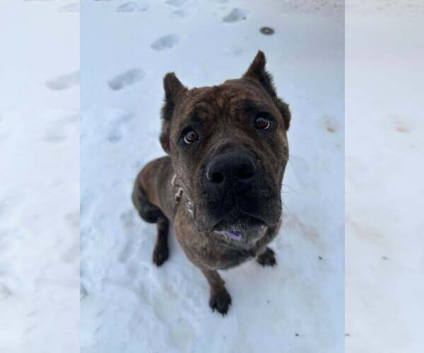 Medium Photo #4 Mutt Puppy For Sale in Spotsylvania, VA, USA