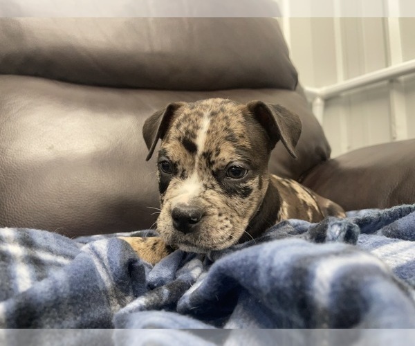 Medium Photo #89 American Bully Puppy For Sale in REESEVILLE, WI, USA