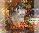 Small Photo #22 Chihuahua Puppy For Sale in RAWSONVILLE, MI, USA