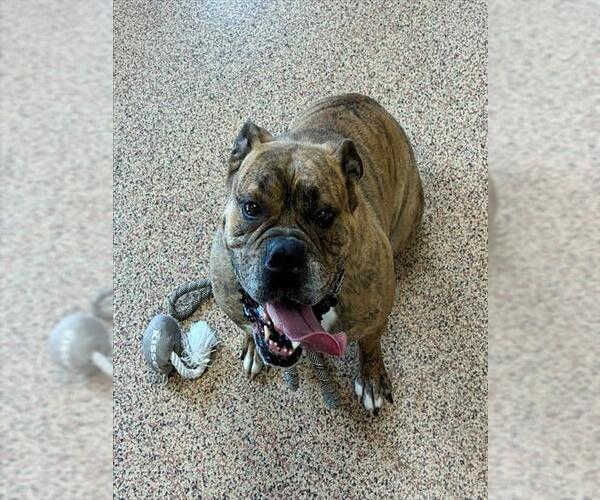 Medium Photo #1 Bulldog Puppy For Sale in Springfield, MA, USA