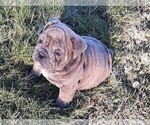 Small Photo #8 Victorian Bulldogge Puppy For Sale in GREEN FOREST, AR, USA