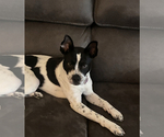 Small #1 Border Collie-Jack Russell Terrier Mix