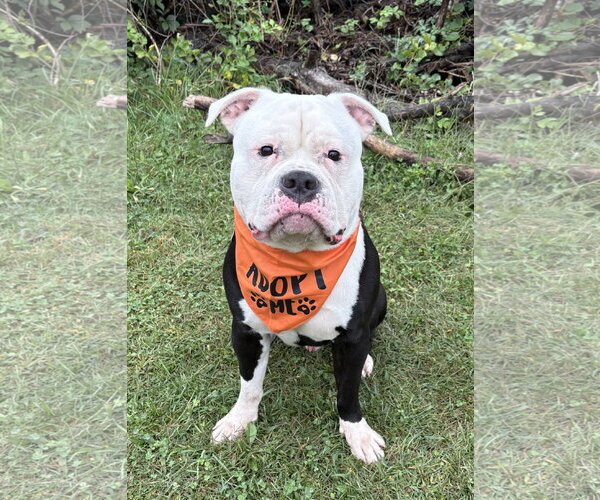 Medium Photo #2 American Bulldog-Unknown Mix Puppy For Sale in Spring Lake, NJ, USA