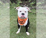 Small Photo #2 American Bulldog-Unknown Mix Puppy For Sale in Spring Lake, NJ, USA