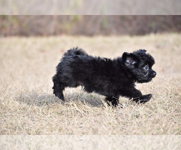 Medium Photo #5 Shih Aussie Puppy For Sale in PALM COAST, FL, USA