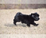 Small #4 Shih Aussie