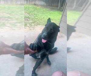 Mutt Dogs for adoption in San Antonio, TX, USA