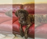 Small Photo #4 Great Dane Puppy For Sale in NEOSHO, MO, USA