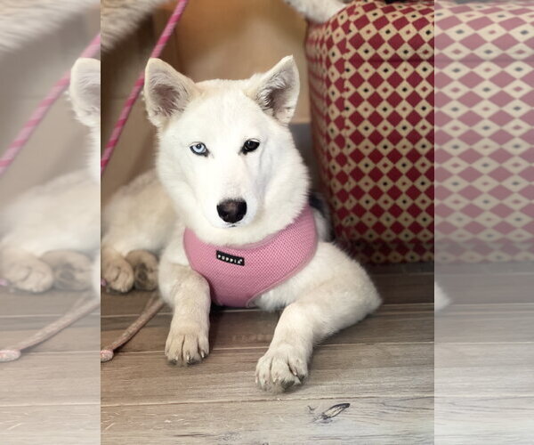 Medium Photo #1 Siberian Husky-Unknown Mix Puppy For Sale in Rockaway, NJ, USA