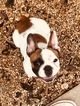 Small Photo #1 French Bulldog Puppy For Sale in YOUNGSVILLE, LA, USA