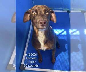 Australian Shepherd-Unknown Mix Dogs for adoption in Calgary, Alberta, Canada