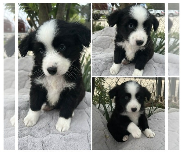 Medium Photo #1 Miniature Australian Shepherd Puppy For Sale in BROOKER, FL, USA